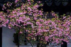 苏州一棵“海棠花”盛开，吸引上万人拍照打卡，出片实在太美了